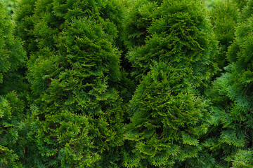 Green thuja hedgerow close up. Natural pattern background, texture for design.