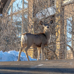 Fototapeta premium Square crop Female deers on the driveway of home amid snow in Park City Utah in winter