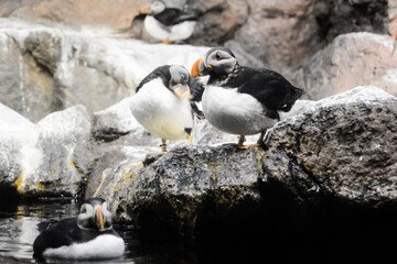 Photo Picture of Wild Penguin Animal Bird Playing , digitally created image