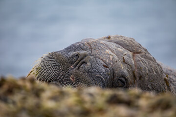 Morsy na południowym Spitsbergenie © blackspeed