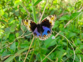 Blue pansy butterfly spotted in the garden.