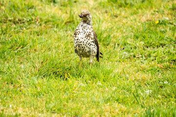 Kestrel catching worms on a lawn in County Donegal - Ireland.