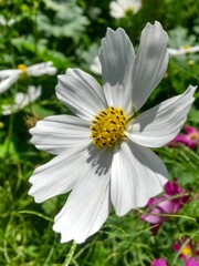 Obraz premium beautiful pink flowers in summer season. Cosmos bipinnatus plant in vibrant color