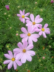 beautiful pink flowers in summer season. Cosmos bipinnatus plant in vibrant color