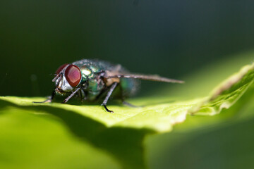 fly