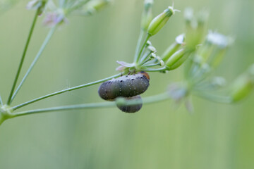 Raupe