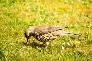 Kestrel catching worms on a lawn in County Donegal - Ireland.