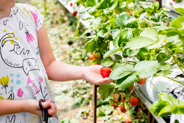 Child picking strawberries. Little girl in dress and hat pick fresh berry on organic strawberry farm. Summer leisure, staycations concept.