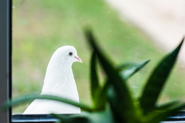 A white dove sits on a windowsill outside the window against a background of green grass. On the windowsill indoor plants.