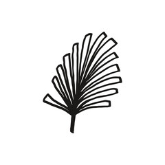 Vector frond. Palm leaf.  Doodle palm leaf illustration.