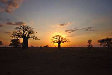 Naklejka na ściany i meble Sunset over Baobab Trees in Serengeti
