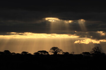 Sunrise over Baobab Trees in Serengeti