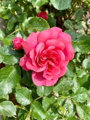 różowa róża © Magdalena