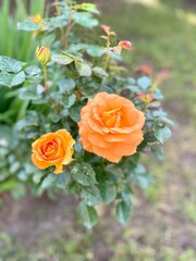 pomarańczowe róże