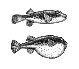 Ink sketch of fugu fish.