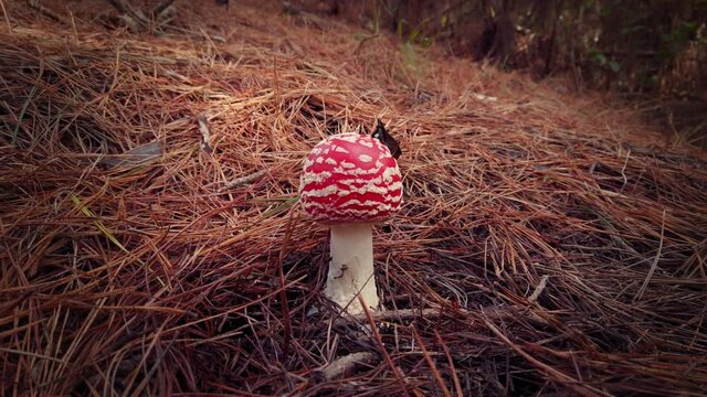 A Fly Agaric mushroom growing in the forest