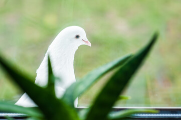 A white dove sits on a windowsill outside the window against a background of green grass. On the windowsill indoor plants.