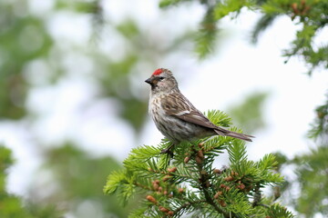 Carduelis flammea. Common Redpoll in spring among spruce branches