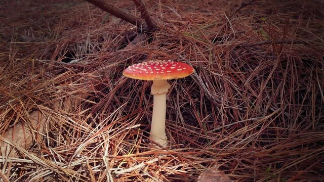 A Fly Agaric mushroom growing in the forest