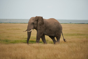 Fototapeta na wymiar Elephant Group Amboseli - Big Five Safari African bush elephant Loxodonta africana Tusker