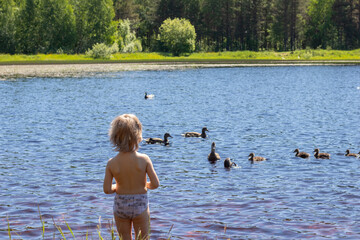 girl feeds ducks on the lake