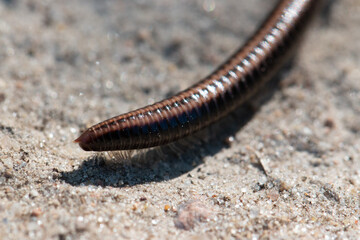 Tausendf&uuml;&szlig;ler