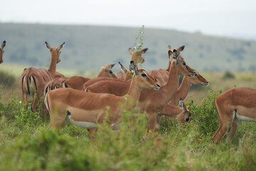 Naklejka na ściany i meble Impala Group Impalas Antelope Portrait Africa Safari