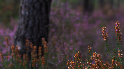 Fleurs de bruyère de différentes couleurs, au pied d'un grand pin