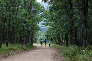 Obraz premium walk in the woods