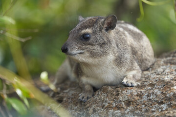 Rock Hyrax Procavia Capensis Cape Portrait Africa