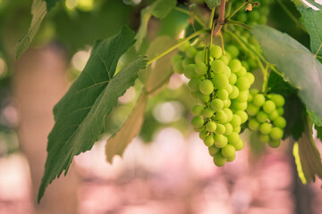 Beautiful view of lush green grapes hanging on grapevines on a sunny day.