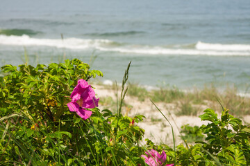 Bałtycka plaża  © Mariusz Stoszewski