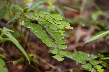 fern leaf with dew drops