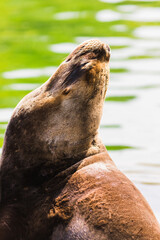 sea lion lying in the sun on the seashore