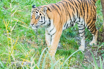 Wild Bengal Tiger (Panthera Tigris Tigris) in the jungle