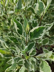 Obraz premium Cornus alba sibirica variegata green and white plant leaves. Floral plant background from bush derain white (Elegantissima). Variegated shrub in spring garden. Selective nature focus close-up. 
