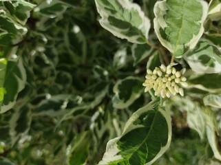 Cornus alba sibirica variegata green and white plant leaves. White flowers Cornus alba Elegantissima or Swidina white on blurred green background. Blooming branch of variegated shrub in spring garden.