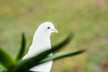 A white dove sits on a windowsill outside the window against a background of green grass. On the windowsill indoor plants.