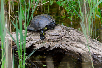 Europäische Sumpfschildkröte