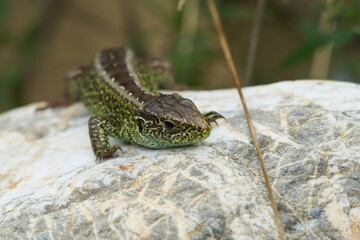 Sand lizard Lacerta agilis Reptile Close up Portrait Clear