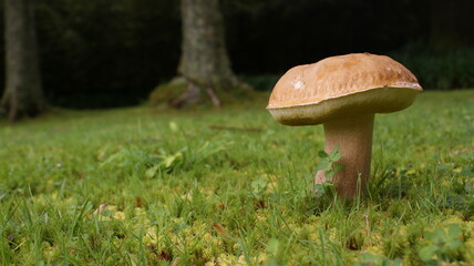 mushroom in the meadow	
