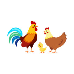 Rooster cock with hen and chick isolated on white background. Cute farm birds family flat design cartoon style vector illustration. Funny poultry chicken family.