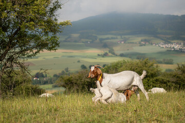 Ziege säugt Lämmer 