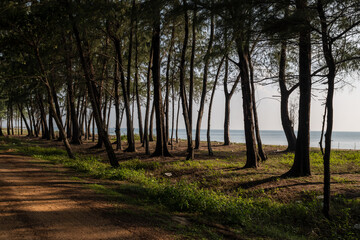Seaside pine trees and light and shadow