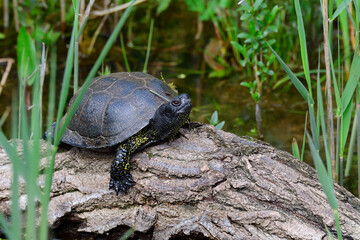 Europäische Sumpfschildkröte