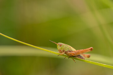Grashüpfer auf Halm 1