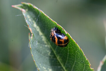 beetle

