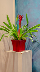 Vertical frame Potted bromeliad with colorful red flower interior