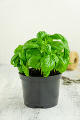 Fresh juicy green basil in a black flower pot on a light wooden background. Vertical, copy space.