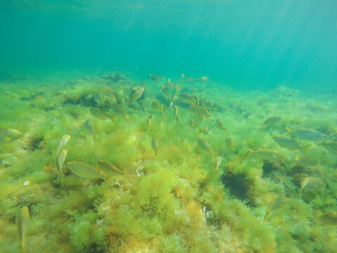 Sarpa salpa fishes in sea